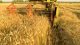 An agricultural combine cutting and harvesting wheat.