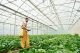 Young worker in yellow uniform watering plants by using special equipment inside of hothouse